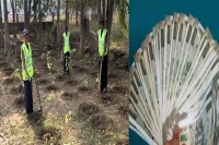 CG News: छत्तीसगढ़ की महिलाएं बढ़ रही आत्मनिर्भरता की ओर, सिर्फ पेड़ लगाकर कमा रही लाखों रुपये