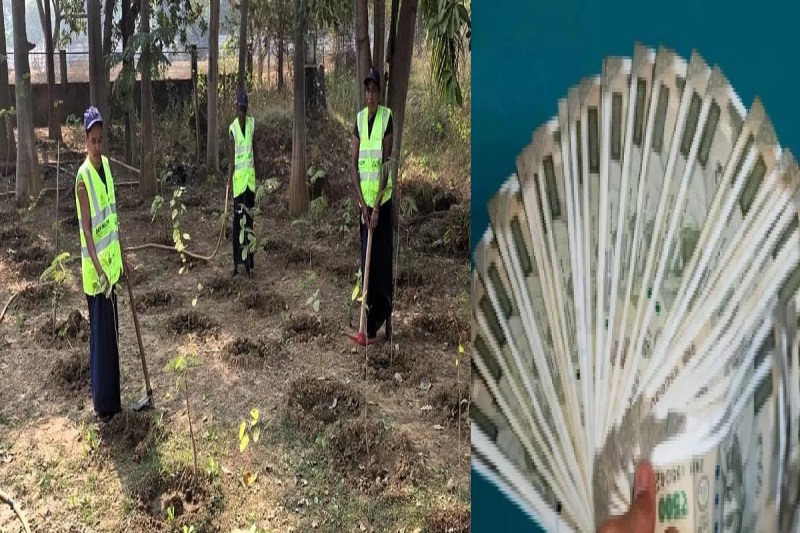 CG News: छत्तीसगढ़ की महिलाएं बढ़ रही आत्मनिर्भरता की ओर, सिर्फ पेड़ लगाकर कमा रही लाखों रुपये