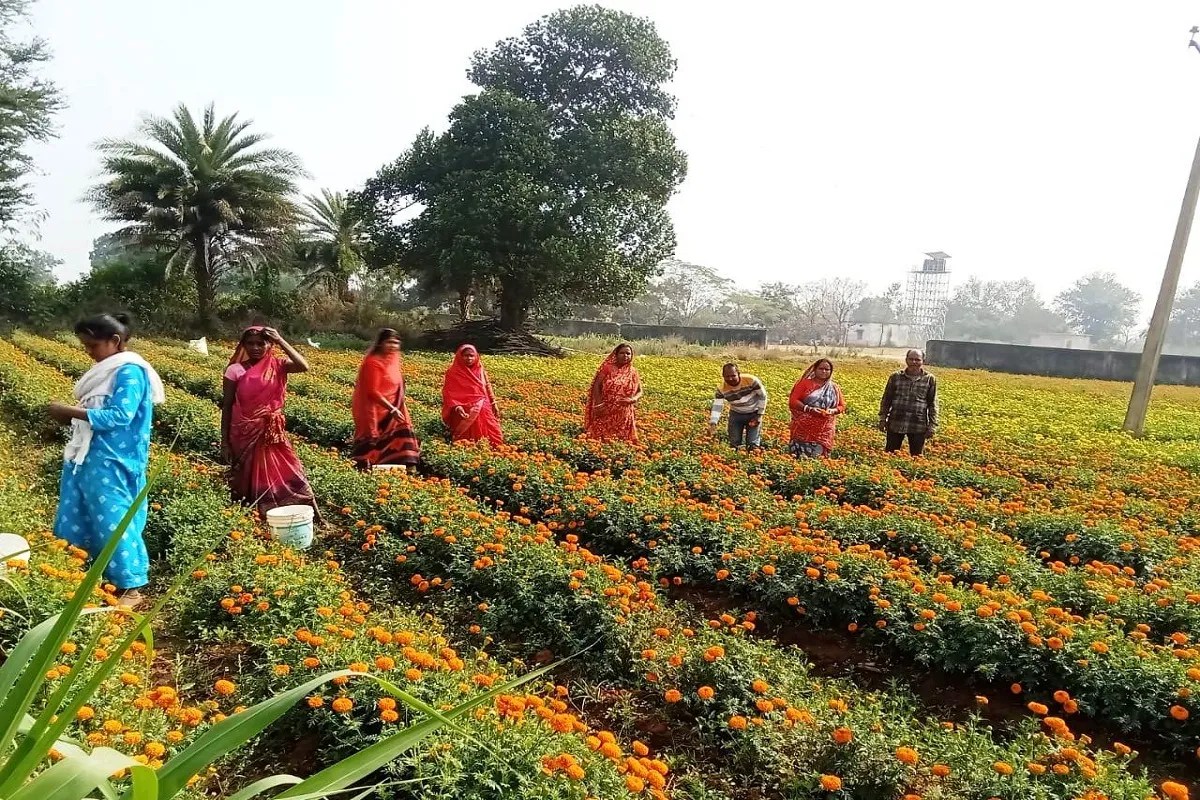 CG News: छत्तीसगढ़ में फूलों की खुशबू से बदली किसान की किस्मत, कम लागत में हो रही लाखों की आमदनी
