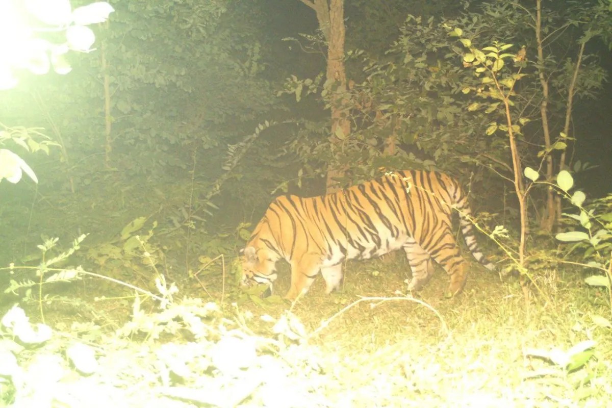 CG News: छत्तीसगढ़ के जंगल में बाघ की दस्तक, ट्रेपिंग कैमरे में कैद हुई तस्वीर , डीएफओ ने की पुष्टि