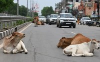 10 lakh cows find shelter on highways and roads in MP