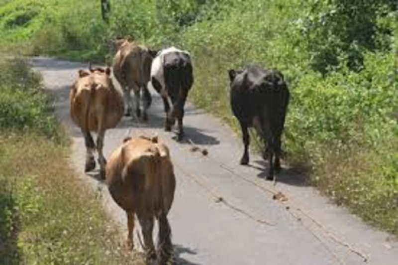 गाय पालन