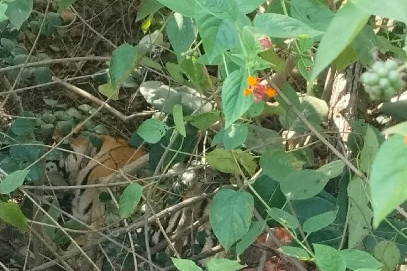 Two Tiger Cubs Mysterious Death Male Tiger threat Sanjay Tiger Reserve mp news