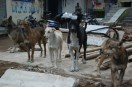 Gwalior to become rabies-free city