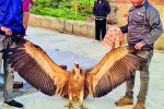himalayan vulture
