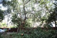 10-Lane ayodhya bypass construction trees cutting NHAI NGT order ignored bhopal mp news