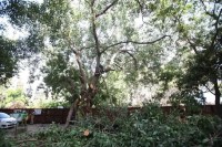 10-Lane ayodhya bypass construction trees cutting NHAI NGT order ignored bhopal mp news