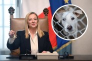 italy animal cruelty
