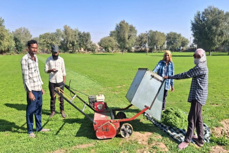 kasuri methi, kasuri methi ki kheti, kasuri methi ki taseer, kasuri methi ki sabji kaise banaen, kasuri methi kisme dalte hai, kasuri methi ki kheti kahan hoti hai