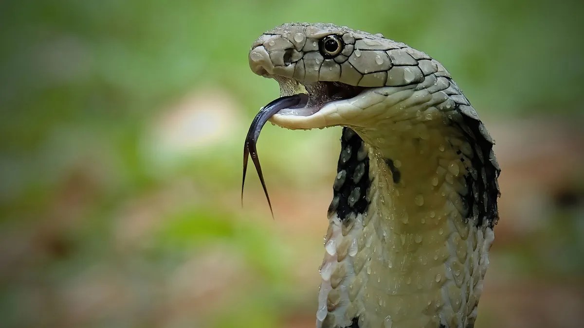 King Cobra