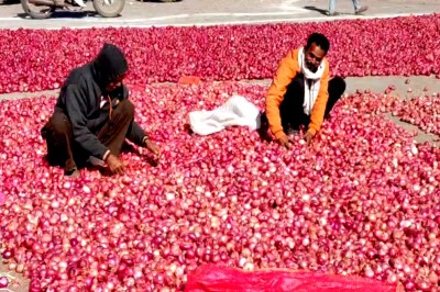 Onion Prices Down