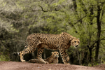 Cheetah Cub Died