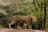 Cheetah Cub Died