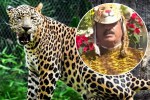 leopard attack Maharashtra