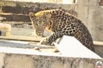 leopard attack Nagpur