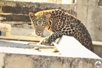 leopard attack Nagpur