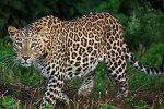 leopard attack