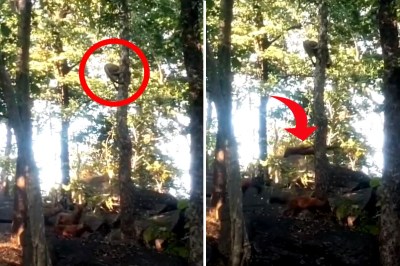 Pench Tiger Reserve Video