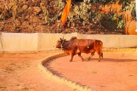 nagar nigam gaushala