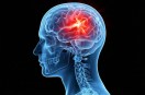 Piece of protein can heal brain injury