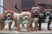 Pit Bulls