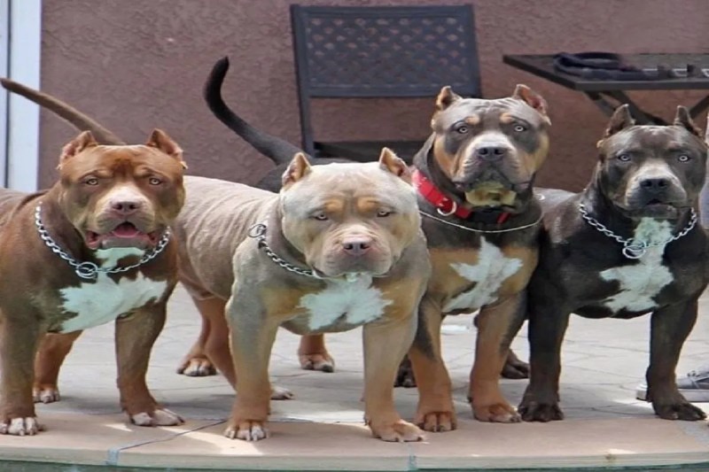 Pit Bulls
