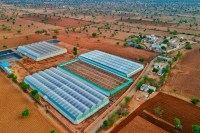 मूण्डवा निवासी प्रगतिशील किसान बाऊ देवी ने अपने खेत में बनाए चार पॉली हाउस