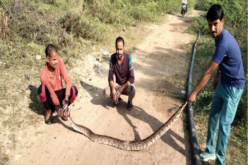 Python, python in the field, python in Tonk, python rescue video, Tonk news, Rajasthan news