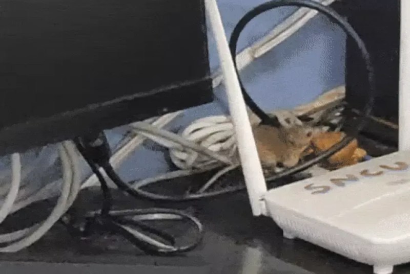 Rats creating a ruckus with pakoras at Satna District Hospital