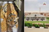 एमपी से बाघिन पीएन-224 का राजस्थान ट्रांसलोकेशन, पत्रिका फोटो