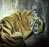 बंडीपुर टाइगर रिजर्व के अंतर्गत मड्डूर रेंज के वन अधिकारियों की टीम ने पुख्ता जानकारी के आधार पर सर्च ऑपरेशन चलाया।