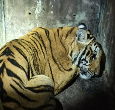 बंडीपुर टाइगर रिजर्व के अंतर्गत मड्डूर रेंज के वन अधिकारियों की टीम ने पुख्ता जानकारी के आधार पर सर्च ऑपरेशन चलाया।