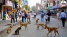 up stray dog attack policy dossier aggressive dogs abc centre action