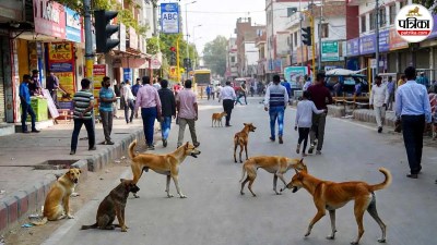 up stray dog attack policy dossier aggressive dogs abc centre action