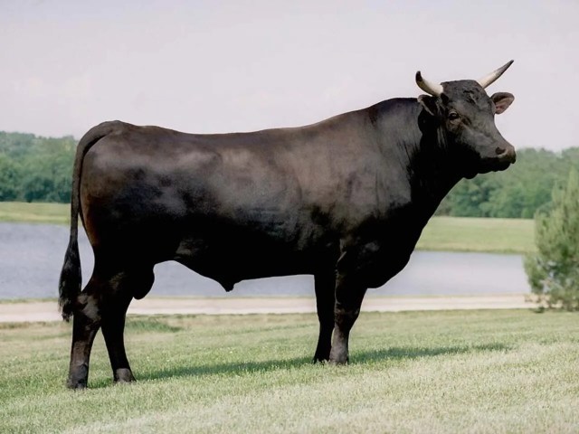 wagyu cow