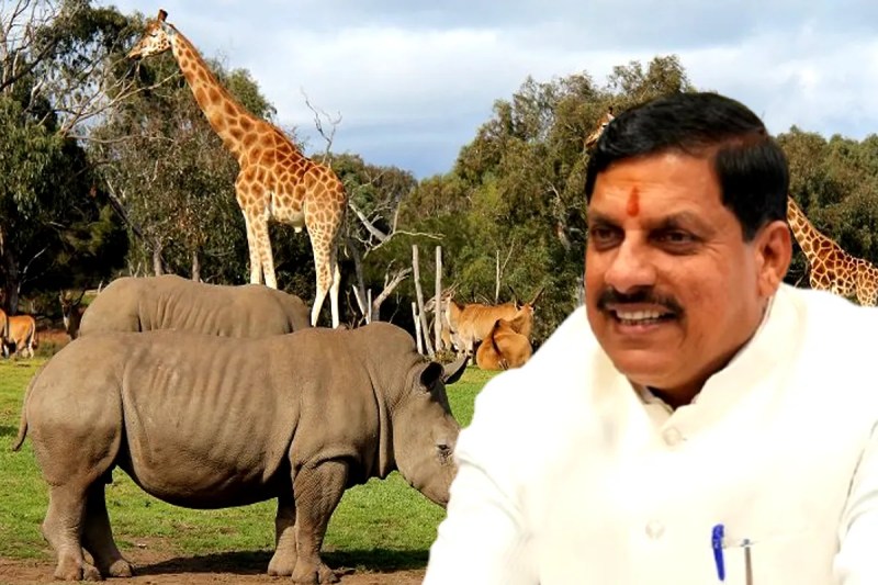 International Forest Fair