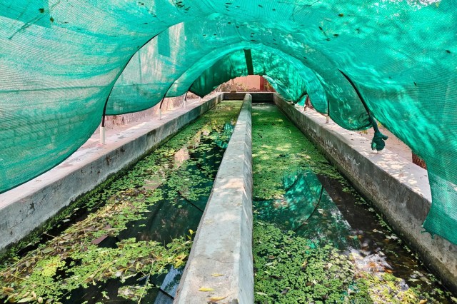 अजोला घास