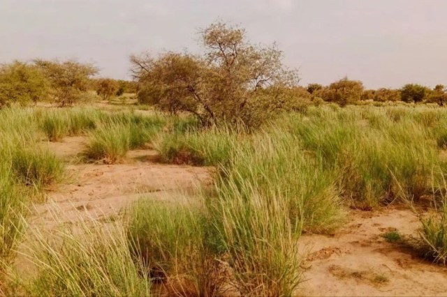 सेवण घास