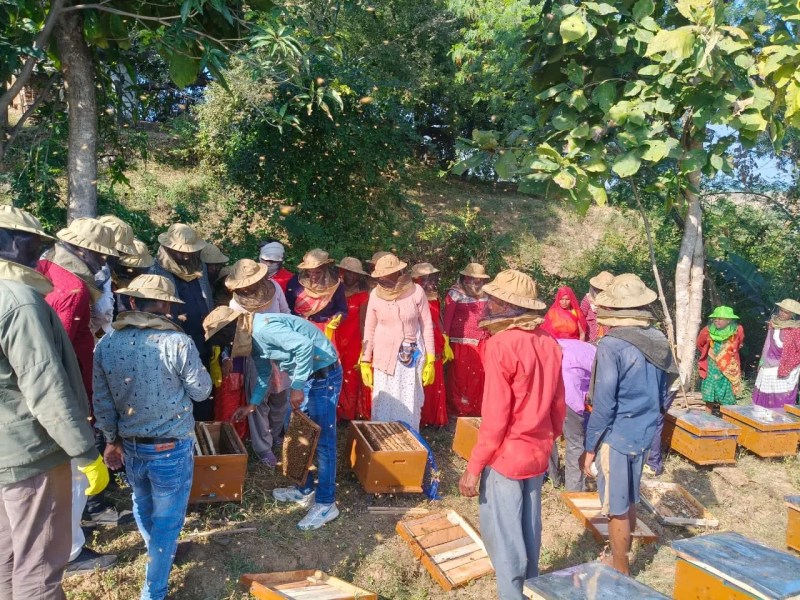 100 पेटियों में से प्रारंभिक चरण में 10 पेटियों से शहद निकाला गया। प्रक्रिया के दौरान 22 लीटर 500 ग्राम शहद का उत्पादन दर्ज