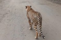 Leopard movement in Kota Thermal