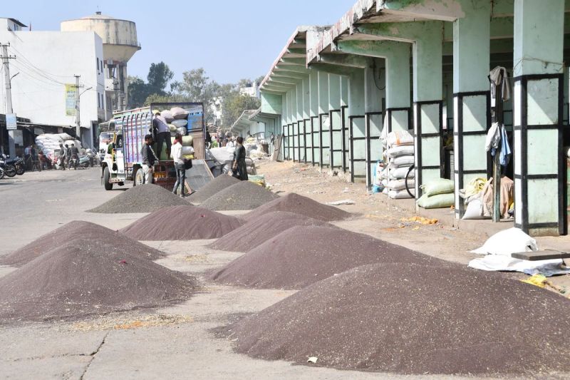 A touch of yellow in the market: 'New mustard' arrives in Bhilwara, prices surge.