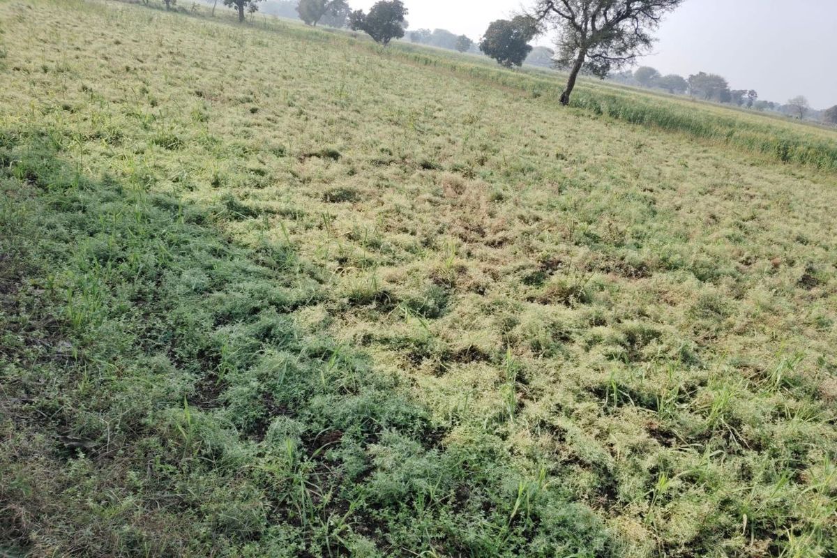 The natural calamity has snatched away the smiles of the farmers; the hailstorm has flattened the mustard crop.