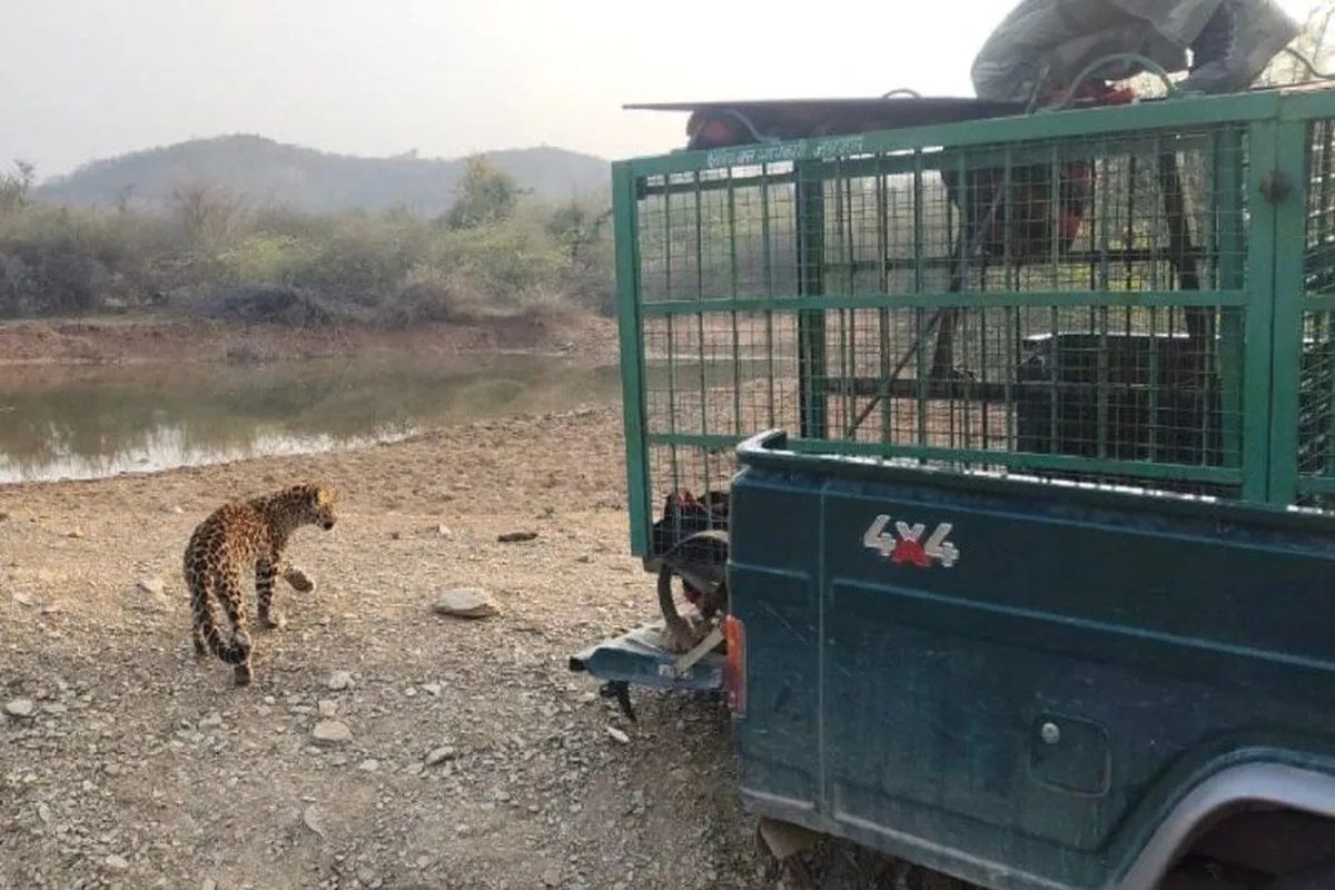 Panther terror: First mother chased away, cub found in playground the next day