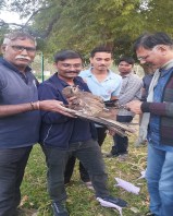 Ahmedabad bird rescue team active during Uttarayan festival