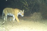 टाइगर रिजर्व में आया नया मेहमान, कैद हुई तस्वीर A new guest arrived at the Tiger Reserve, picture captured