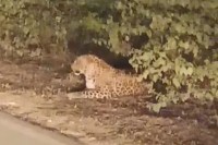 Leopard in katni