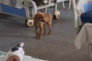 Dogs Found Inside ICU of Government Hospital
