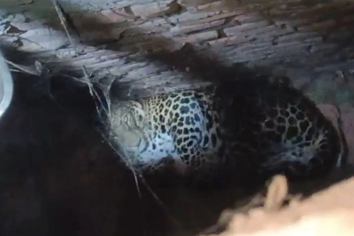 Leopard attack on man