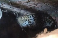 Leopard attack on man