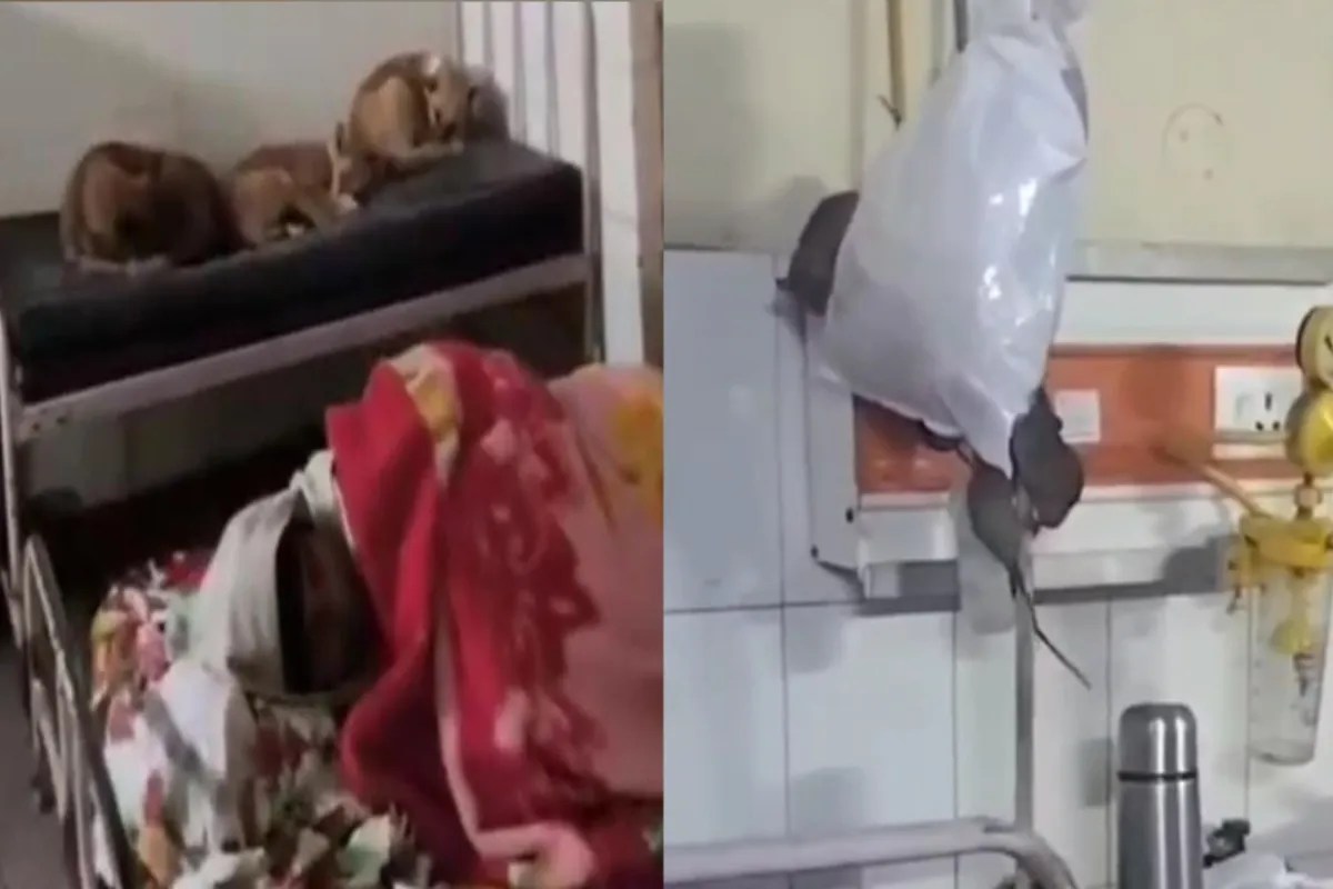 फोटो सोर्स वायरल वीडियो